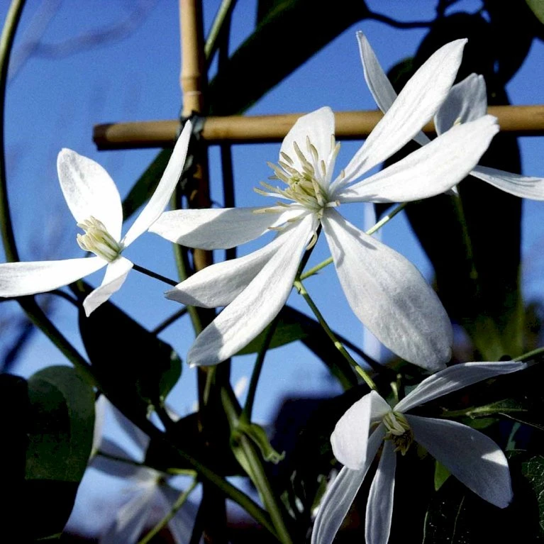Stedsegrøn Klematis 'Snowdrift' Clematis Armandii 'Snowdrift' Potte 2,0 liter,- Opbundet 60-100 cm Stedsegrøn Klematis 'Snowdrift' Clematis Armandii 'Snowdrift' Potte 2,0 Liter,- Opbundet 60-100 Cm -Plantetorvet p24366 48541 clematis armandii snowdrift a216