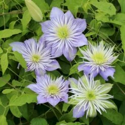 Evison Klematis 'Crystal Fountain'® Clematis Evison 'Crystal Fountain'® Potte 2,0 Liter,- Opbundet 60-100 Cm