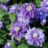 Evison Klematis 'Diamantina'® Clematis Evison 'Diamantina'® Potte 2,0 Liter,- Opbundet 60-100 Cm 1 Evison Klematis 'Diamantina'® Clematis Evison 'Diamantina'® Potte 2,0 Liter,- Opbundet 60-100 Cm -Plantetorvet p24391 27673 clematis diamantina tm evipo 039 r 6ecf