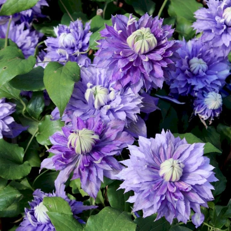 Evison Klematis 'Diamantina'® Clematis Evison 'Diamantina'® Potte 2,0 liter,- Opbundet 60-100 cm Evison Klematis 'Diamantina'® Clematis Evison 'Diamantina'® Potte 2,0 Liter,- Opbundet 60-100 Cm -Plantetorvet p24391 27673 clematis diamantina tm evipo 039 r 6ecf
