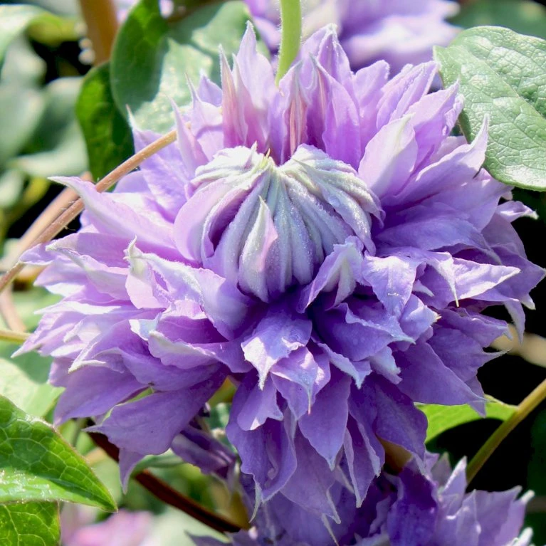 Evison Klematis 'Diamantina'® Clematis Evison 'Diamantina'® Potte 2,0 liter,- Opbundet 60-100 cm Evison Klematis 'Diamantina'® Clematis Evison 'Diamantina'® Potte 2,0 Liter,- Opbundet 60-100 Cm -Plantetorvet p24391 50556 clematis evison diamantina a5c2