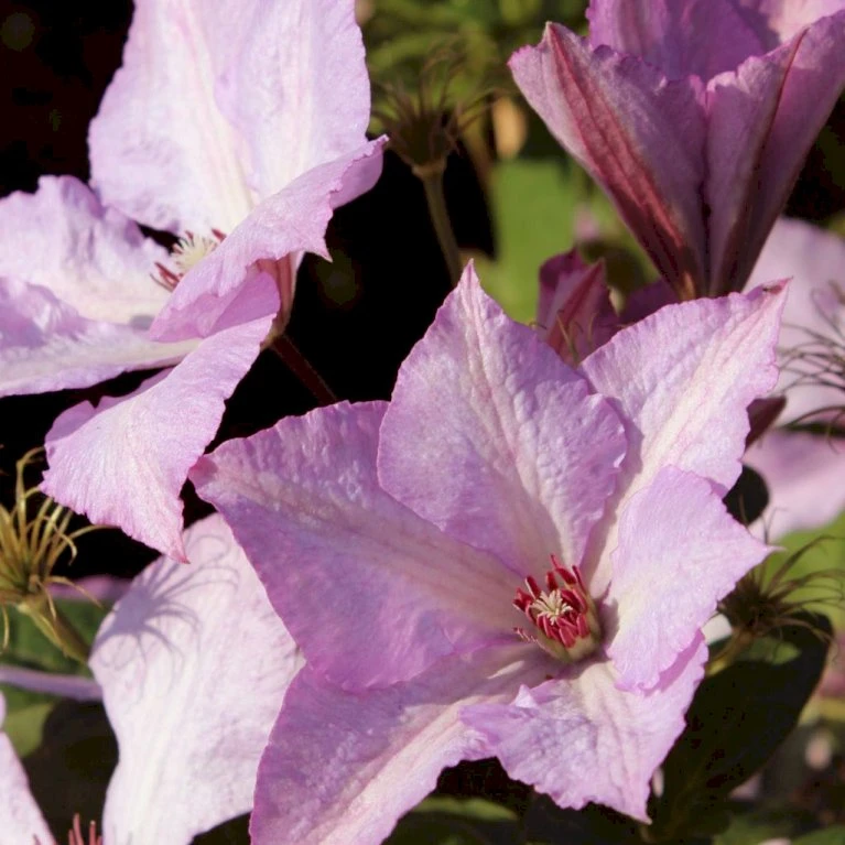 Klematis 'Margaret Hunt' Clematis Hybrid 'Margaret Hunt' Potte 2,0 liter,- Opbundet Klematis 'Margaret Hunt' Clematis Hybrid 'Margaret Hunt' Potte 2,0 Liter,- Opbundet -Plantetorvet p24456 27659 clematis margaret hunt e44f