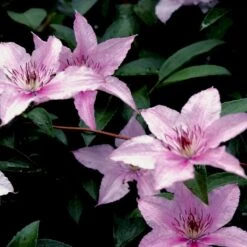Klematis 'Pink Fantasy' Clematis Hybrid 'Pink Fantasy' Potte 2,0 Liter,- Opbundet