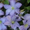 Italiensk Skovranke 'Prince Charles' Clematis Viticella 'Prince Charles' Potte 2,0 Liter,- Opbundet 60-100 Cm -Plantetorvet p24474 27655 clematis prince charles 0419