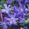 Klematis 'Rhapsody' Clematis Hybrid 'Rhapsody' Potte 2,0 Liter,- Opbundet 1 Klematis 'Rhapsody' Clematis Hybrid 'Rhapsody' Potte 2,0 Liter,- Opbundet -Plantetorvet p24481 50732 clematis hybrid rhapsody 9c8f