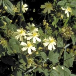 Klematis 'Summer Snow' Clematis X Fargesioides 'Summer Snow' Potte 2,0 Liter,- Opbundet