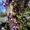 Alpe-Skovranke 'Tage Lundell' Clematis Alpina 'Tage Lundell' Potte 2,0 Liter,- Opbundet 60-100 Cm 2 Alpe-Skovranke 'Tage Lundell' Clematis Alpina 'Tage Lundell' Potte 2,0 Liter,- Opbundet 60-100 Cm -Plantetorvet p24497 48537 clematis alpina tage lundell 8f61