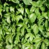 Almindelig Vildvin Parthenocissus Inserta Potte 2,0 Liter,- Opbundet