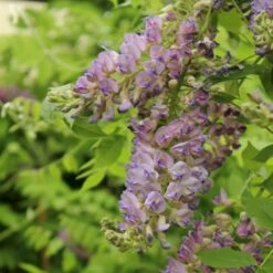 Japansk Blåregn 'Rosea' Wisteria Floribunda 'Rosea' Potte 2,0 Liter,- Opbundet -Plantetorvet p24533 50707 wisteria floribunda rosea a439