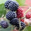 Tornfri Brombær 'Thornfree' Rubus Fruticosus 'Thornfree' Potte 2,0 Liter,- Opbundet 1 Tornfri Brombær 'Thornfree' Rubus Fruticosus 'Thornfree' Potte 2,0 Liter,- Opbundet -Plantetorvet p246 48826 rubus fruticosus thornfree 4693