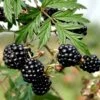 Brombær 'Thornless Evergreen' Rubus Fruticosus 'Thornless Evergreen' Potte 3,0 Liter,- Opbundet -Plantetorvet p247 48828 rubus fruticosus thornless evergreen a139
