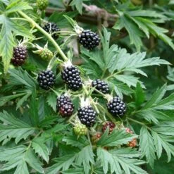 Brombær 'Thornless Evergreen' Rubus Fruticosus 'Thornless Evergreen' Potte 3,0 Liter,- Opbundet -Plantetorvet p247 50654 rubus fruticosus thornless evergreen d08a