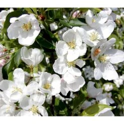 Paradisæble 'Braendkjær' Malus Hybrid 'Braendkjær' Heister 175-200 Cm. Med Potte -Plantetorvet p2492 36646 malus hybrid braendkjaer 61e3