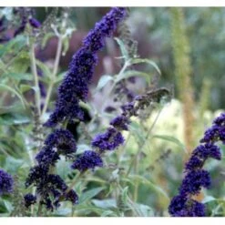 Sommerfuglebusk 'Empire Blue' Buddleja Davidii 'Empire Blue' Potte 2,0 Liter,- 30-40 Cm. -Plantetorvet p249 36405 buddleja davidii empire blue fd81