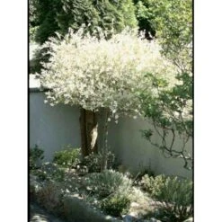 Broget Japansk Pil Salix Integra 'Hakuro Nishiki' Opstammet 60 Cm. Med Potte 5 Broget Japansk Pil Salix Integra 'Hakuro Nishiki' Opstammet 60 Cm. Med Potte -Plantetorvet p2505 1922 salix integra hakuro nishiki b2ab