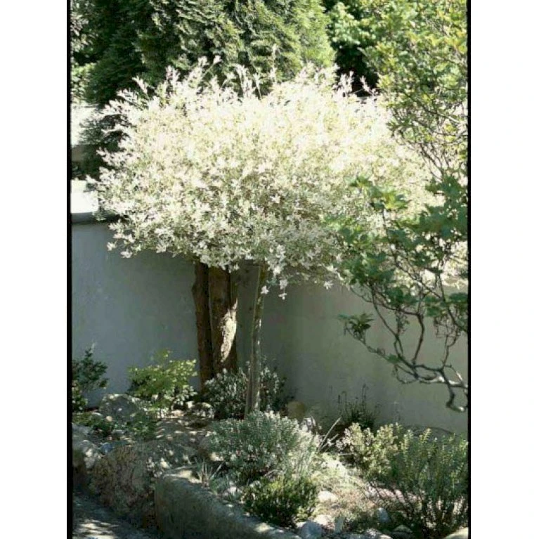 Broget Japansk Pil Salix Integra 'Hakuro Nishiki' Opstammet 60 cm. med potte Broget Japansk Pil Salix Integra 'Hakuro Nishiki' Opstammet 60 Cm. Med Potte -Plantetorvet p2505 1922 salix integra hakuro nishiki b2ab