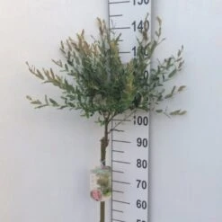 Broget Japansk Pil Salix Integra 'Hakuro Nishiki' Opstammet 60 Cm. Med Potte 4 Broget Japansk Pil Salix Integra 'Hakuro Nishiki' Opstammet 60 Cm. Med Potte -Plantetorvet p2505 33817 salix integra hakuro nishiki 0f82