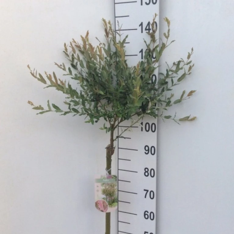 Broget Japansk Pil Salix Integra 'Hakuro Nishiki' Opstammet 60 cm. med potte Broget Japansk Pil Salix Integra 'Hakuro Nishiki' Opstammet 60 Cm. Med Potte -Plantetorvet p2505 33817 salix integra hakuro nishiki 0f82