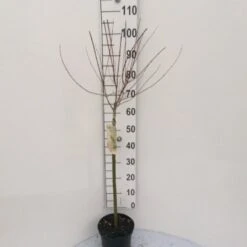 Broget Japansk Pil Salix Integra 'Hakuro Nishiki' Opstammet 60 Cm. Med Potte