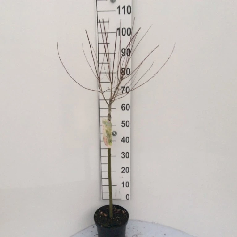 Broget Japansk Pil Salix Integra 'Hakuro Nishiki' Opstammet 60 cm. med potte Broget Japansk Pil Salix Integra 'Hakuro Nishiki' Opstammet 60 Cm. Med Potte -Plantetorvet p2505 9780 salix integra hakuro nishiki 8408