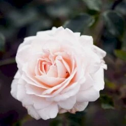 'Penny Lane' Rosa X 'Penny Lane' (Slyngrose) A-Kvalitet,- Barrods Roser Min. 3 Grene -Plantetorvet p2508 52496 rosa x penny lane slyngrose e128