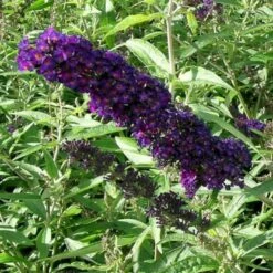 Sommerfuglebusk 'Black Knight' Buddleja Davidii 'Black Knight' Potte 6,5 Liter 50-60 Cm. -Plantetorvet p250 47307 buddleja davidii black knight 5405