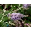 Sommerfuglebusk 'Lochinch' Buddleja Davidii 'Lochinch' 3,5 Liter Potte 1 Sommerfuglebusk 'Lochinch' Buddleja Davidii 'Lochinch' 3,5 Liter Potte -Plantetorvet p252 221 buddleia davidii lochinch e199