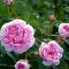 'Dronningen Af Danmark' Rosa Alba 'Dronningen Af Danmark' (Albarose) A-Kvalitet,- Barrods Roser Min. 3 Grene 1 'Dronningen Af Danmark' Rosa Alba 'Dronningen Af Danmark' (Albarose) A-Kvalitet,- Barrods Roser Min. 3 Grene -Plantetorvet p2530 52359 rosa alba dronningen af danmark albarose 6a36