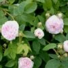 'Félicité Parmentier' Rosa Alba 'Félicité Parmentier' (Albarose) A-Kvalitet,- Barrods Roser Min. 3 Grene 1 'Félicité Parmentier' Rosa Alba 'Félicité Parmentier' (Albarose) A-Kvalitet,- Barrods Roser Min. 3 Grene -Plantetorvet p2531 52370 rosa alba felicite parmentier albarose 675c