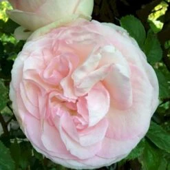 'Félicité Parmentier' Rosa Alba 'Félicité Parmentier' (Albarose) A-Kvalitet,- Barrods Roser Min. 3 Grene -Plantetorvet p2531 52373 rosa alba felicite parmentier albarose 58f4