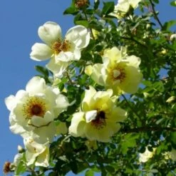 'Aicha' Rosa Pimpinellifolia 'Aicha' (Klitrose) A-Kvalitet,- Barrods Roser Min. 3 Grene 5 'Aicha' Rosa Pimpinellifolia 'Aicha' (Klitrose) A-Kvalitet,- Barrods Roser Min. 3 Grene -Plantetorvet p2532 52290 rosa pimpinellifolia aicha buskrose ce3c