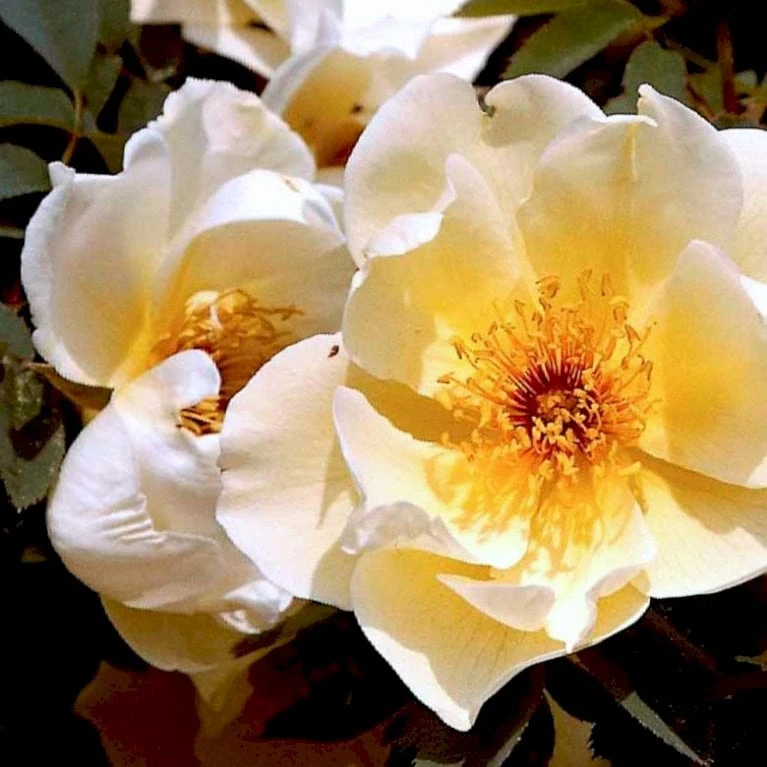 'Aicha' Rosa Pimpinellifolia 'Aicha' (Klitrose) A-Kvalitet,- barrods roser min. 3 grene 'Aicha' Rosa Pimpinellifolia 'Aicha' (Klitrose) A-Kvalitet,- Barrods Roser Min. 3 Grene -Plantetorvet p2532 52291 rosa pimpinellifolia aicha buskrose fc06