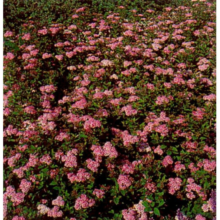 Spiræa 'Shirobana' Spiraea Japonica 'Shirobana' Potte 4,0 liter,- 30-40 cm. Spiræa 'Shirobana' Spiraea Japonica 'Shirobana' Potte 4,0 Liter,- 30-40 Cm. -Plantetorvet p2535 1939 spiraea japonica shirobana 6ba4