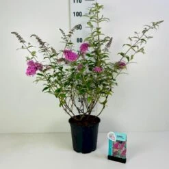 Sommerfuglebusk 'Pink Delight' Buddleja Davidii 'Pink Delight' Potte 6,5 Liter 50-60 Cm.