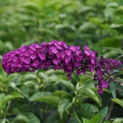 Sommerfuglebusk 'Royal Red' Buddleja Davidii 'Royal Red' Potte 2 Liter. 4 Sommerfuglebusk 'Royal Red' Buddleja Davidii 'Royal Red' Potte 2 Liter. -Plantetorvet p256 47308 buddleja davidii royal red 5506