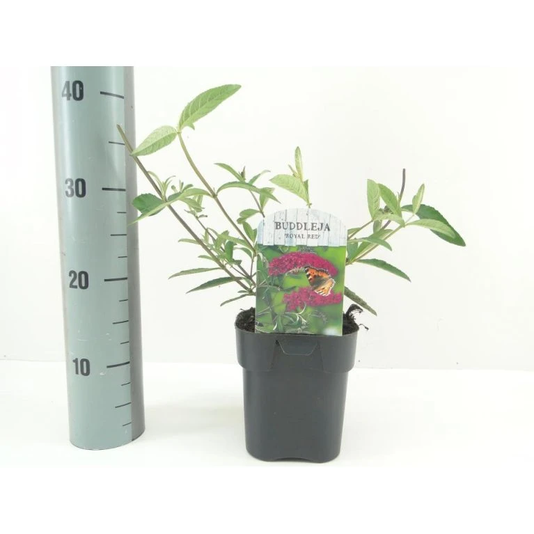 Sommerfuglebusk 'Royal Red' Buddleja Davidii 'Royal Red' Potte 2 liter. Sommerfuglebusk 'Royal Red' Buddleja Davidii 'Royal Red' Potte 2 Liter. -Plantetorvet p256 49183 buddleja davidii royal red 1408