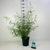 Sommerfuglebusk 'White Profusion' Buddleja Davidii 'White Profusion' Potte 6,5 Liter 50-60 Cm. -Plantetorvet p257 43535 buddleia davidii white profusion 8eec