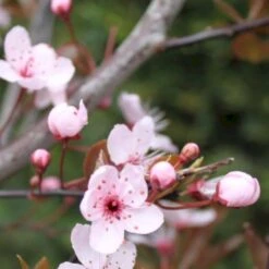 Blodblomme Prunus Cerasifera 'Nigra' Opstammet 160 Cm.- 15 Liter Potte -Plantetorvet p2584 52379 prunus cerasifera nigra 1e16