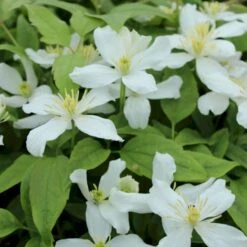 Bjerg-Skovranke 'Superba' Clematis Montana 'Superba' Potte 2,0 Liter,- Opbundet 60-100 Cm