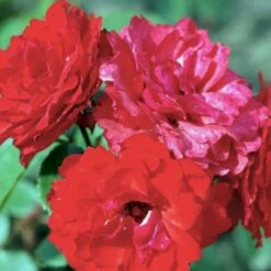 'Allotria'® Rosa X 'Allotria'® (Buketrose) A-Kvalitet,- Barrods Roser Min. 3 Grene -Plantetorvet p259 51414 rosa x allotria e8b9