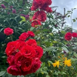 'Allotria'® Rosa X 'Allotria'® (Buketrose) A-Kvalitet,- Barrods Roser Min. 3 Grene -Plantetorvet p259 53300 rosa x allotria 1c0b