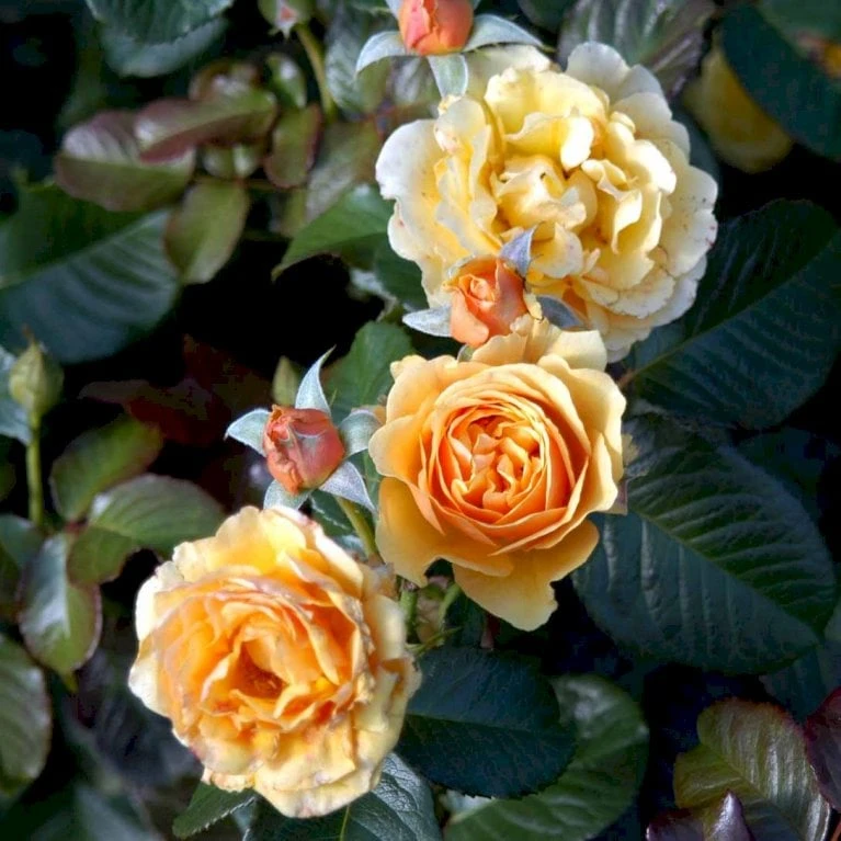 'Amber Queen' Rosa X 'Amber Queen' (Buketrose) A-Kvalitet,- barrods roser min. 3 grene 'Amber Queen' Rosa X 'Amber Queen' (Buketrose) A-Kvalitet,- Barrods Roser Min. 3 Grene -Plantetorvet p260 51418 rosa x amber queen buketrose 3b43
