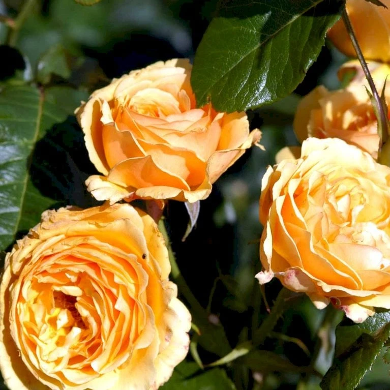 'Amber Queen' Rosa X 'Amber Queen' (Buketrose) A-Kvalitet,- barrods roser min. 3 grene 'Amber Queen' Rosa X 'Amber Queen' (Buketrose) A-Kvalitet,- Barrods Roser Min. 3 Grene -Plantetorvet p260 51419 rosa x amber queen buketrose 6a07