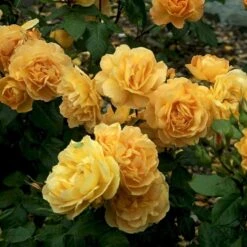 'Amber Queen' Rosa X 'Amber Queen' (Buketrose) A-Kvalitet,- Barrods Roser Min. 3 Grene 6 'Amber Queen' Rosa X 'Amber Queen' (Buketrose) A-Kvalitet,- Barrods Roser Min. 3 Grene -Plantetorvet p260 51420 rosa x amber queen buketrose 2b0f