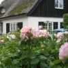 'Astrid Lindgren'™ Rosa X 'Astrid Lindgren'™ (Buketrose) A-Kvalitet,- Barrods Roser Min. 3 Grene 2 'Astrid Lindgren'™ Rosa X 'Astrid Lindgren'™ (Buketrose) A-Kvalitet,- Barrods Roser Min. 3 Grene -Plantetorvet p262 51426 rosa x astrid lindgren buketrose 670f