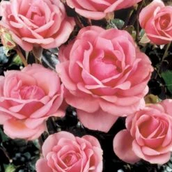'Bangsbo'™ Rosa X 'Bangsbo'™ (Buketrose) A-Kvalitet,- Barrods Roser Min. 3 Grene 5 'Bangsbo'™ Rosa X 'Bangsbo'™ (Buketrose) A-Kvalitet,- Barrods Roser Min. 3 Grene -Plantetorvet p265 51756 rosa x bangsbo buketrose 0b1a