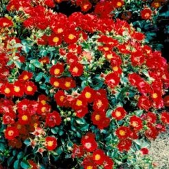 'Bassino'® Rosa X 'Bassino'® (Bunddækkerose) A-Kvalitet,- Barrods Roser Min. 3 Grene 4 'Bassino'® Rosa X 'Bassino'® (Bunddækkerose) A-Kvalitet,- Barrods Roser Min. 3 Grene -Plantetorvet p266 51437 rosa x bassino bunddaekkerose 5626