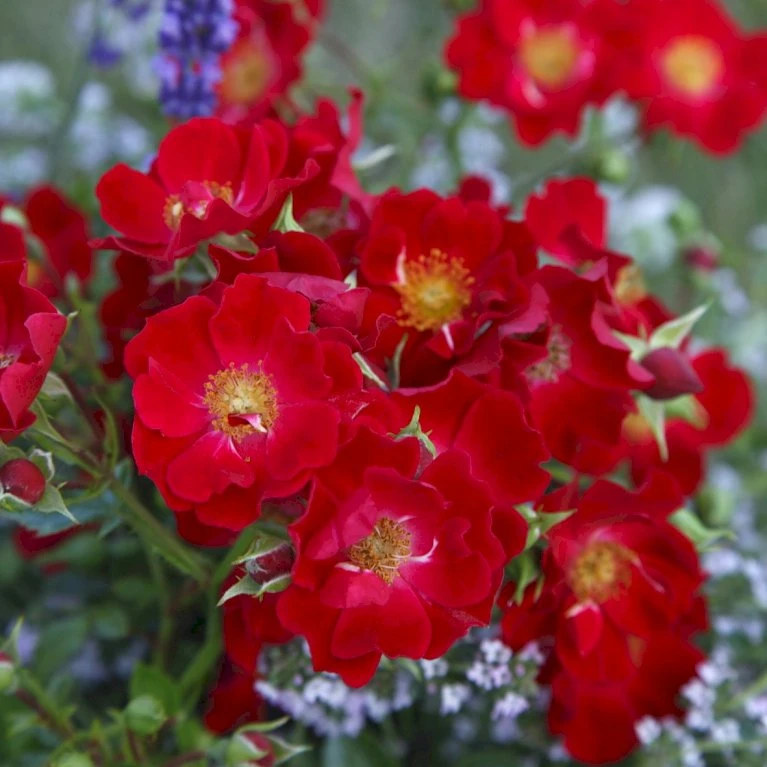 'Bassino'® Rosa X 'Bassino'® (Bunddækkerose) A-Kvalitet,- barrods roser min. 3 grene 'Bassino'® Rosa X 'Bassino'® (Bunddækkerose) A-Kvalitet,- Barrods Roser Min. 3 Grene -Plantetorvet p266 53546 rosa x bassino bunddaekkerose e07f