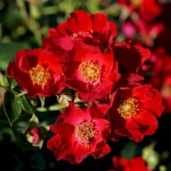 'Bassino'® Rosa X 'Bassino'® (Bunddækkerose) A-Kvalitet,- Barrods Roser Min. 3 Grene 6 'Bassino'® Rosa X 'Bassino'® (Bunddækkerose) A-Kvalitet,- Barrods Roser Min. 3 Grene -Plantetorvet p266 53547 rosa x bassino bunddaekkerose 71c6