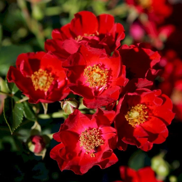 'Bassino'® Rosa X 'Bassino'® (Bunddækkerose) A-Kvalitet,- barrods roser min. 3 grene 'Bassino'® Rosa X 'Bassino'® (Bunddækkerose) A-Kvalitet,- Barrods Roser Min. 3 Grene -Plantetorvet p266 53547 rosa x bassino bunddaekkerose 71c6